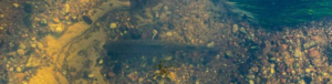 Am a Simple Wild Salmon